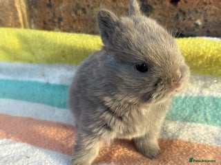 Netherland Dwarf rabbits Sweet Netherland Dwarf bunnies - Advert 13