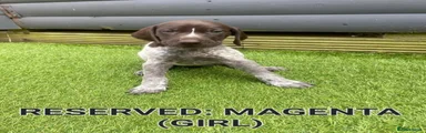 German Shorthaired Pointer 6