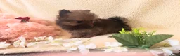 Pomeranian dogs for sale: Teddy bear Pomeranian  **  fluffy Poms  - Advert 12
