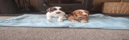 Cocker Spaniel dogs for sale: Cocker Spaniel Puppies Top Quality - Advert 13