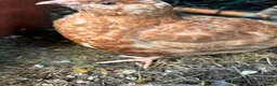 Quail poultry for sale: Amazing selection of celedon quail - Advert 10