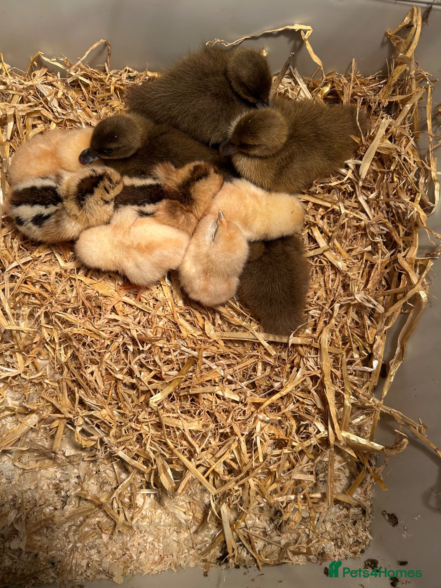 Chickens poultry Chicks and ducklings for sale  - Advert 2