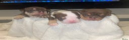 English Bulldog dogs for sale: TOP CLASS  English Bull Dog puppies  - Advert 20