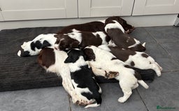 English Springer Spaniel dogs for sale: Gorgeous English Springer spaniel puppies - Image 5