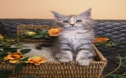 Maine Coon cats for sale: Maine Coon Kittens Parents Tica Reg& Health tested - Image 20