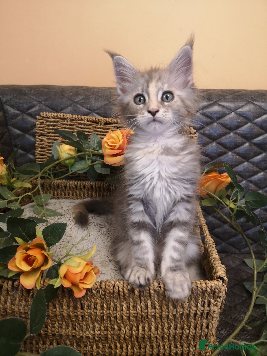 Maine Coon cats for sale: Maine Coon Kittens Parents Tica Reg& Health tested - Image 20