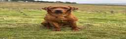 Labrador Retriever dogs for sale: Exceptional Fox Red Labrador Retriever Puppies - Advert 14