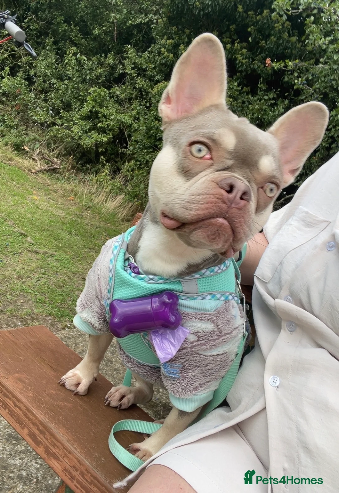 French Bulldog dogs for sale: KC registered new shade French Bulldog puppies - Advert 14