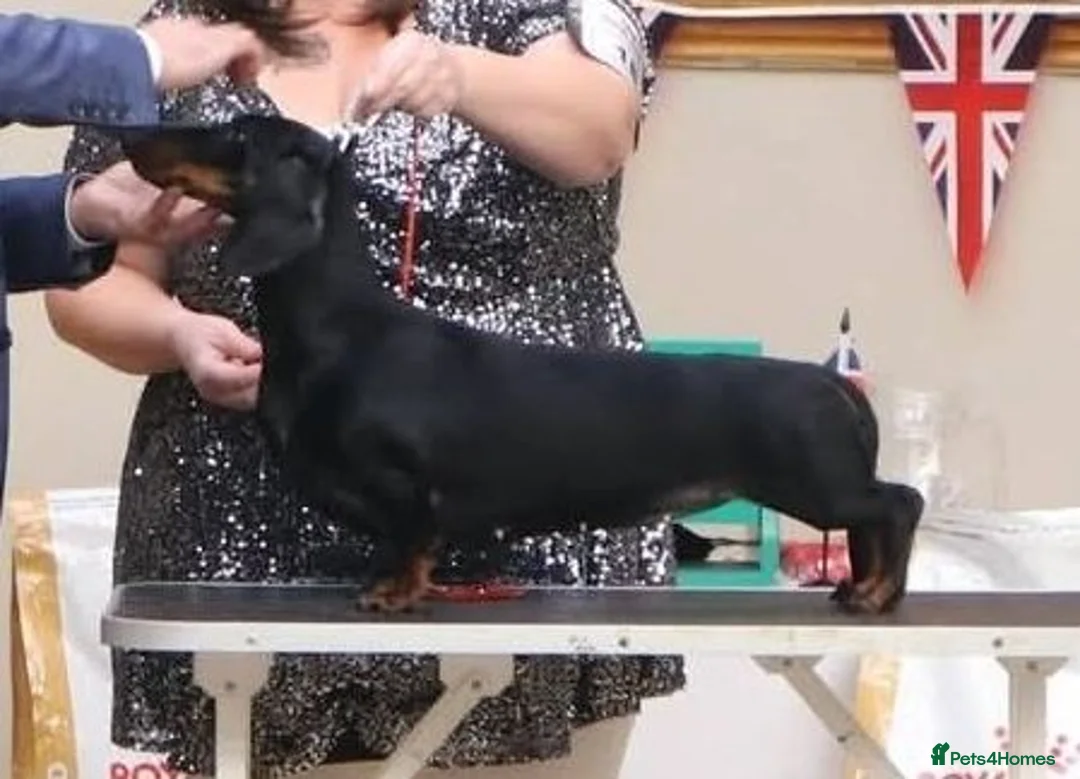 Dachshund dogs for sale:  kc registered standard smooths - Advert 25