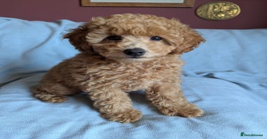 Toy Poodle dogs - Advert 8