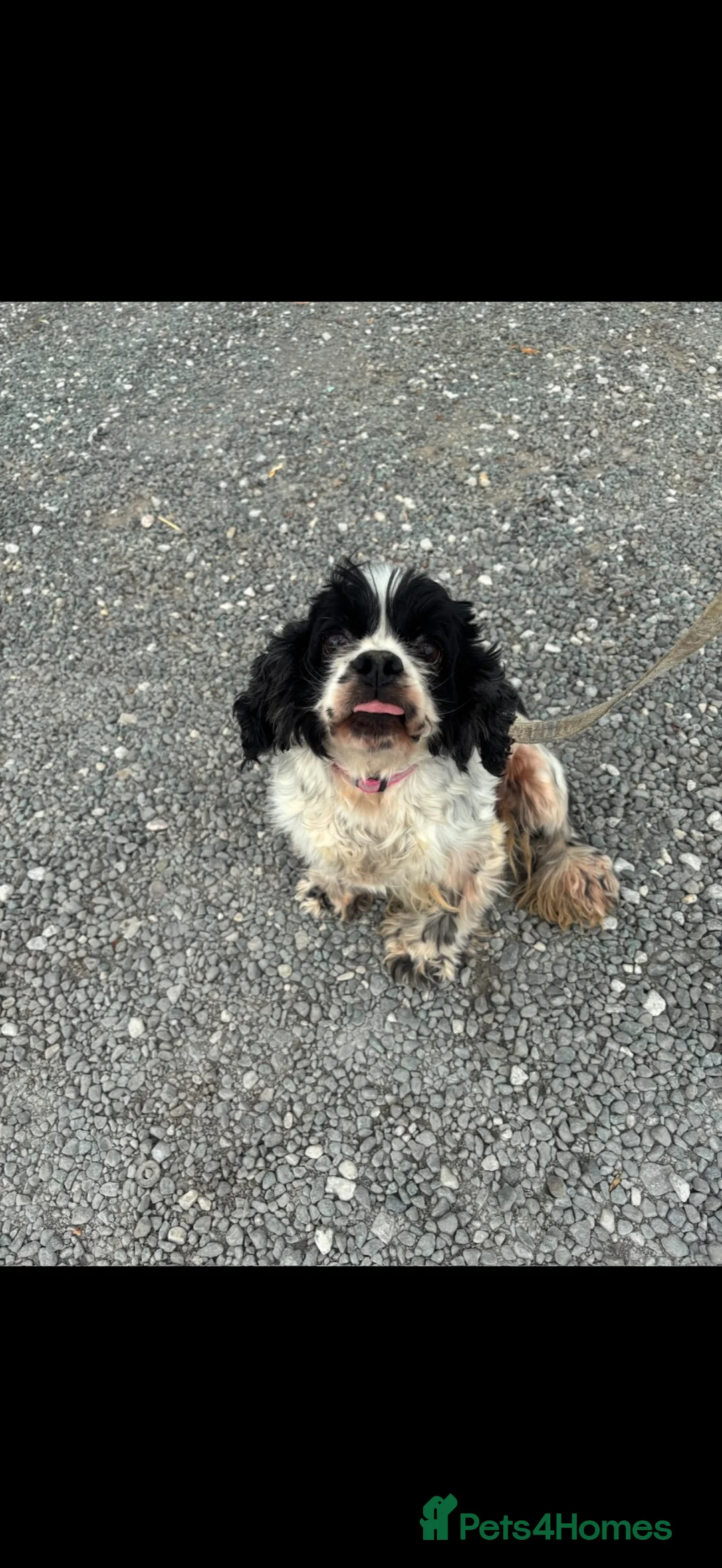 American Cocker Spaniel dogs for sale: American cocker spaniel for sale  - Advert 1