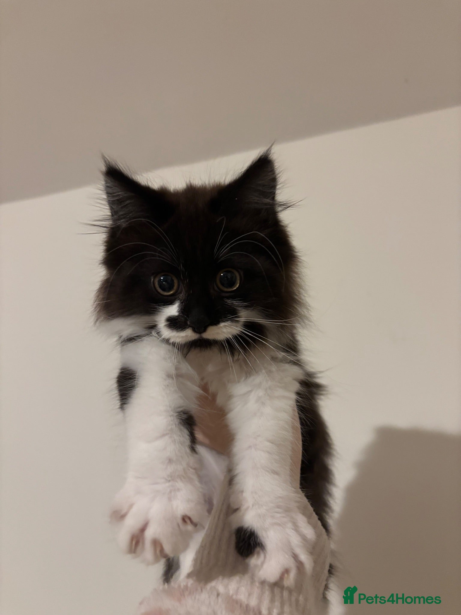 Mixed Breed cats Gorgeous extremely fluffy black and white kitten - Advert 1