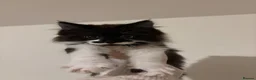 Mixed Breed cats for sale: Gorgeous extremely fluffy black and white kitten - Advert 1