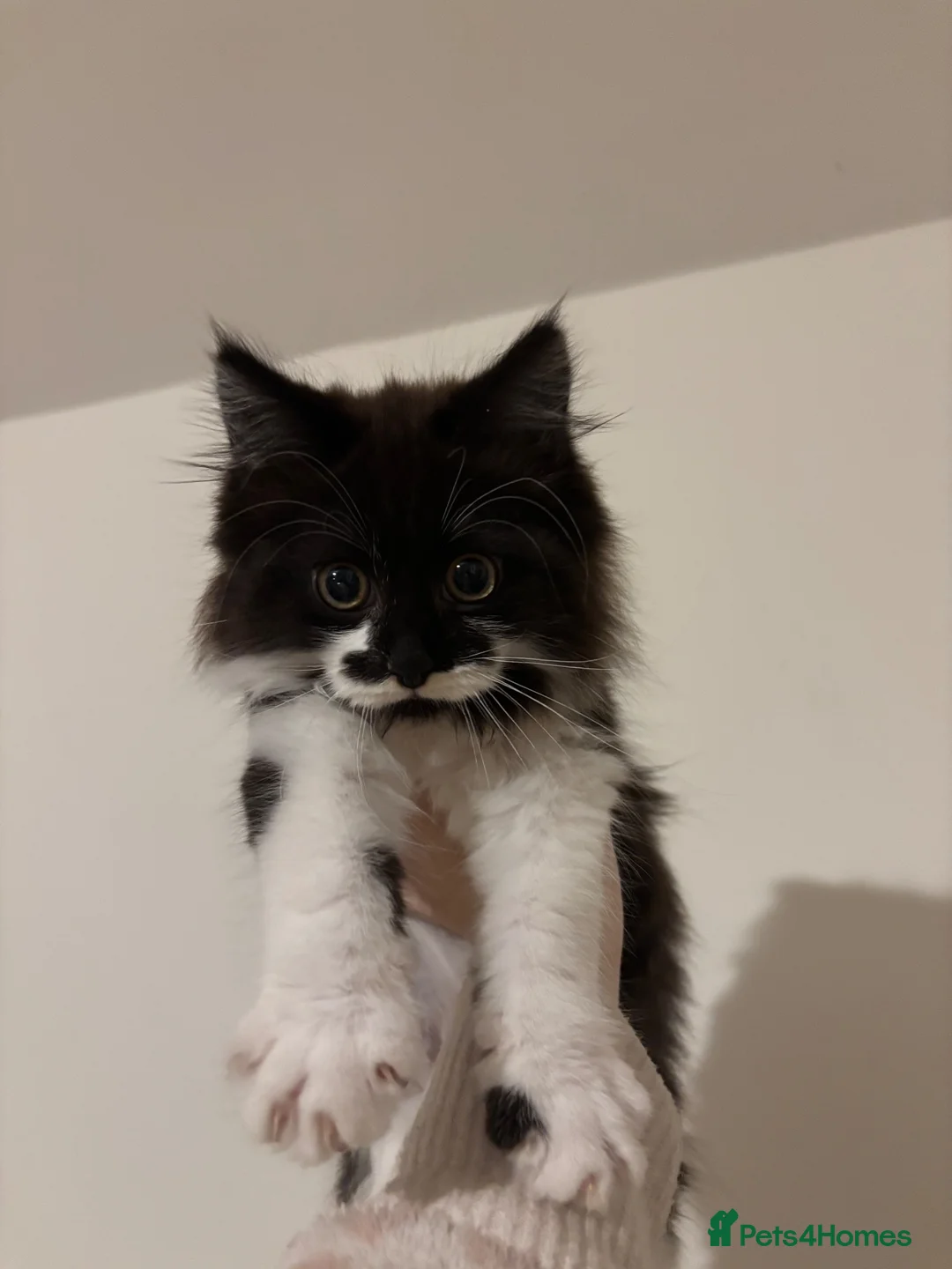 Mixed Breed cats for sale: Gorgeous extremely fluffy black and white kitten - Advert 1
