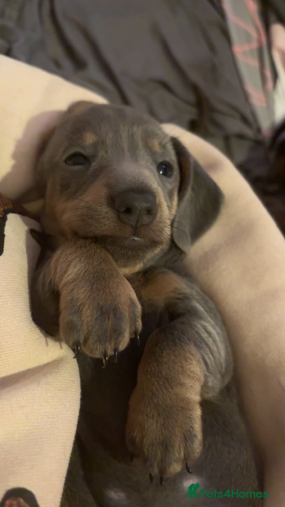 Miniature Dachshund dogs REDUCED Last Isabella and tan girl available  - Advert 7