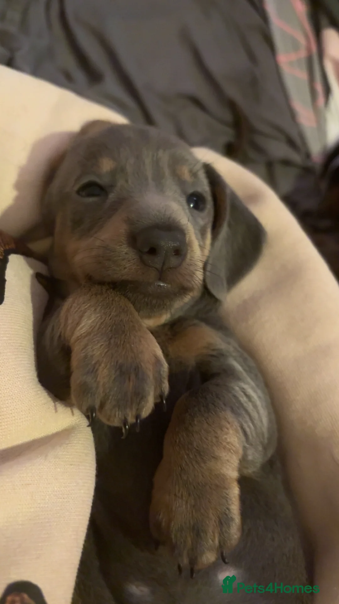 Miniature Dachshund dogs for sale: READY TOO LEAVE REDUCED £800 last girl available - Advert 1