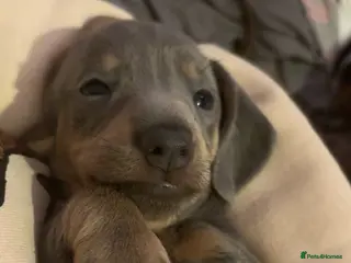 Miniature Dachshund dogs REDUCED Last Isabella and tan girl available - Advert 7