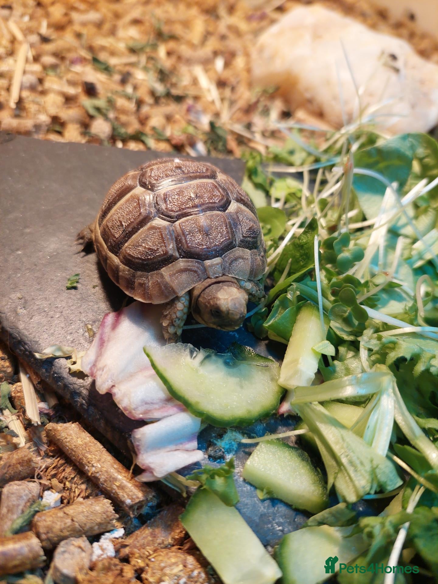 Tortoise reptiles Med spur thigh tortoises  - Advert 2
