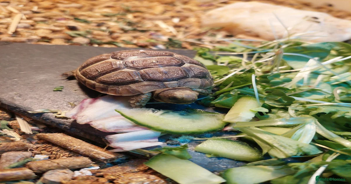 Tortoise Reptiles for sale | Pets4Homes