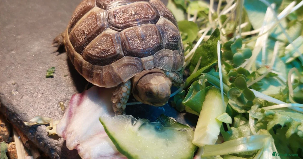 Snake Sale Display Tortoise Reptiles for sale | Pets4Homes
