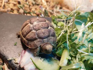 Tortoise reptiles Med spur thigh tortoises - Advert 1