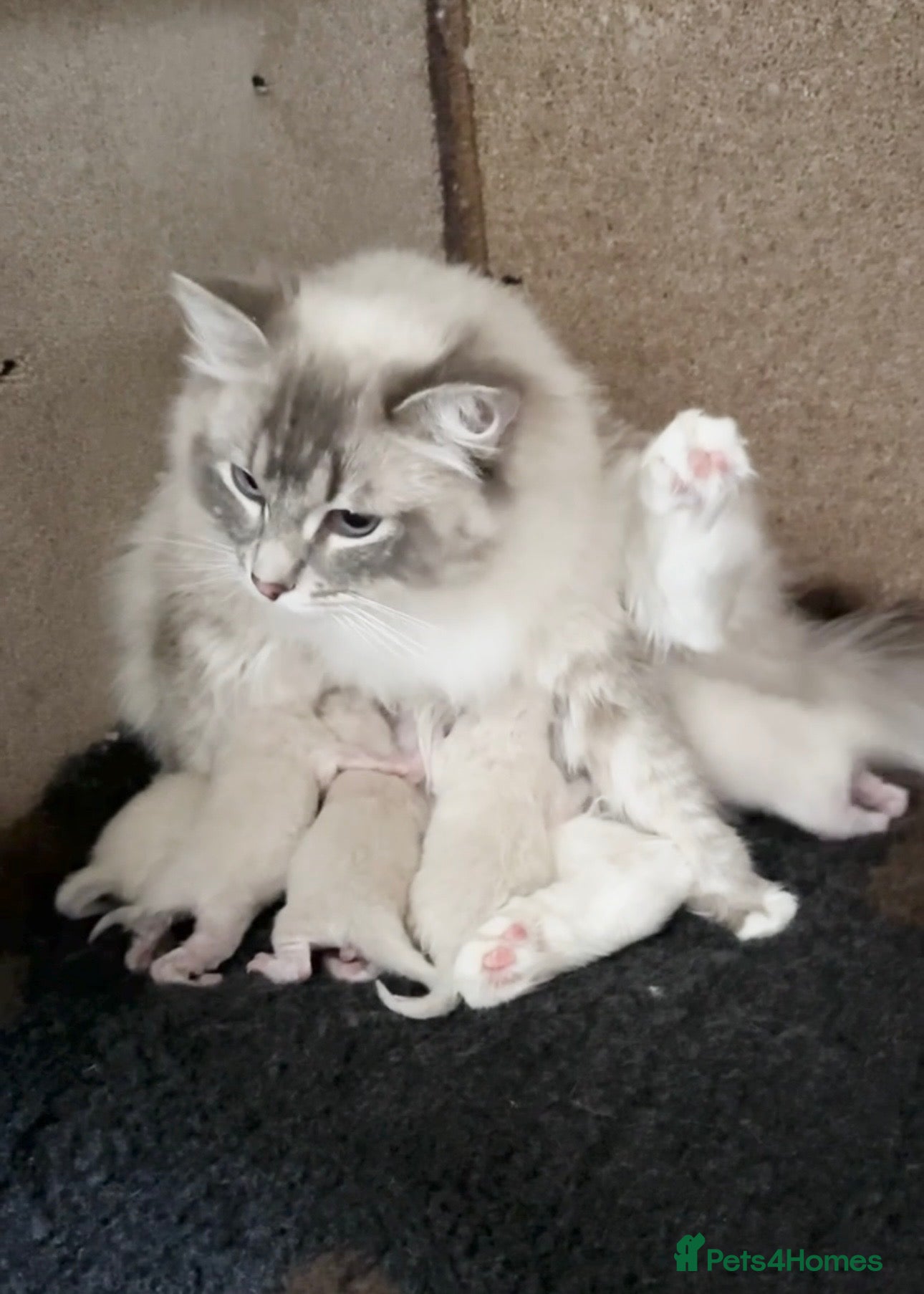 Ragdoll cats for sale: Ragdoll Kittens GCCF & Health Tested  - Advert 3
