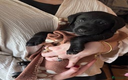 Labrador Retriever dogs for sale: KC REG LABS - Ready Now - fox red and black males in Houghton le Spring - Image 7
