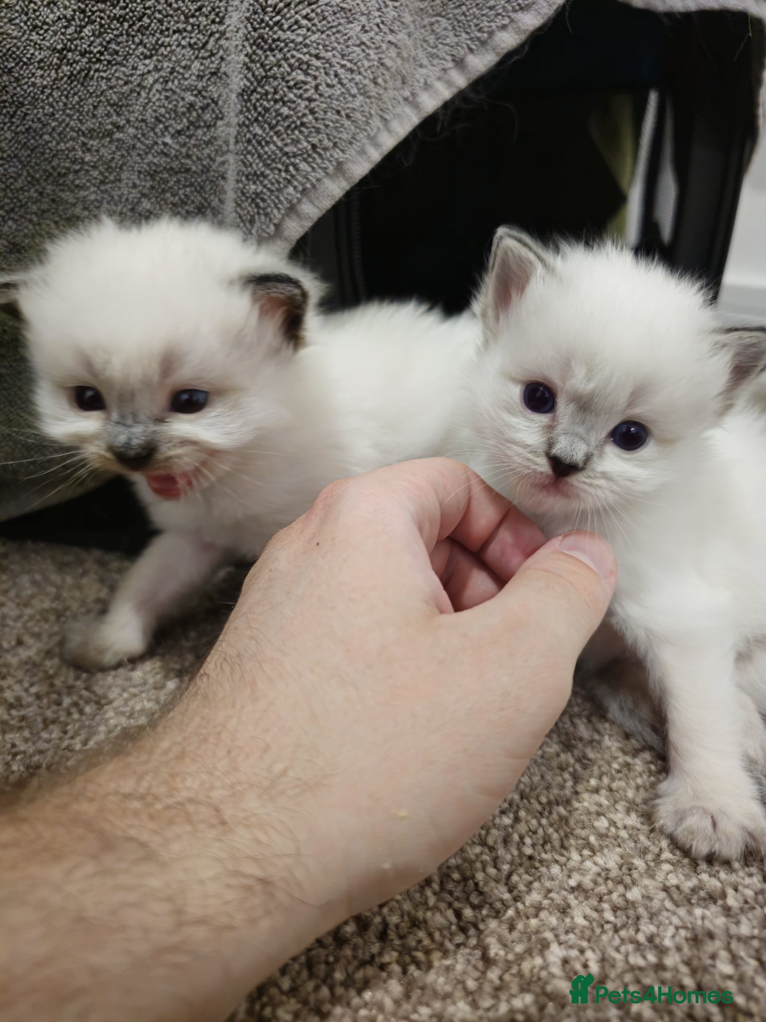 Ragdoll cats Beautiful Ragdoll kittens - Advert 1