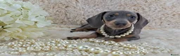 Miniature Dachshund dogs for sale: 💥REDUCED 💥KC Registered Miniature Dachshund  - Advert 2