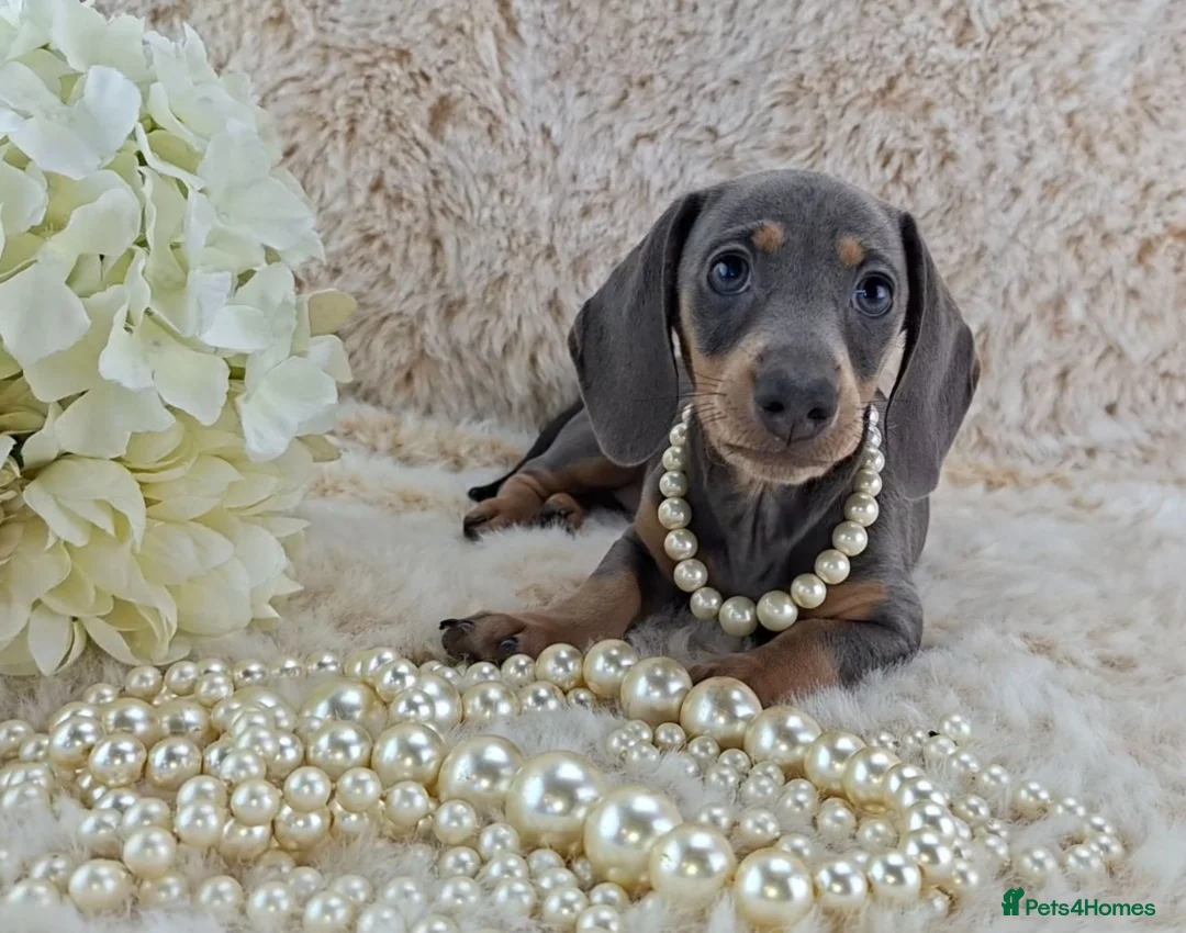 Miniature Dachshund dogs for sale: 💥REDUCED 💥KC Registered Miniature Dachshund  - Advert 2