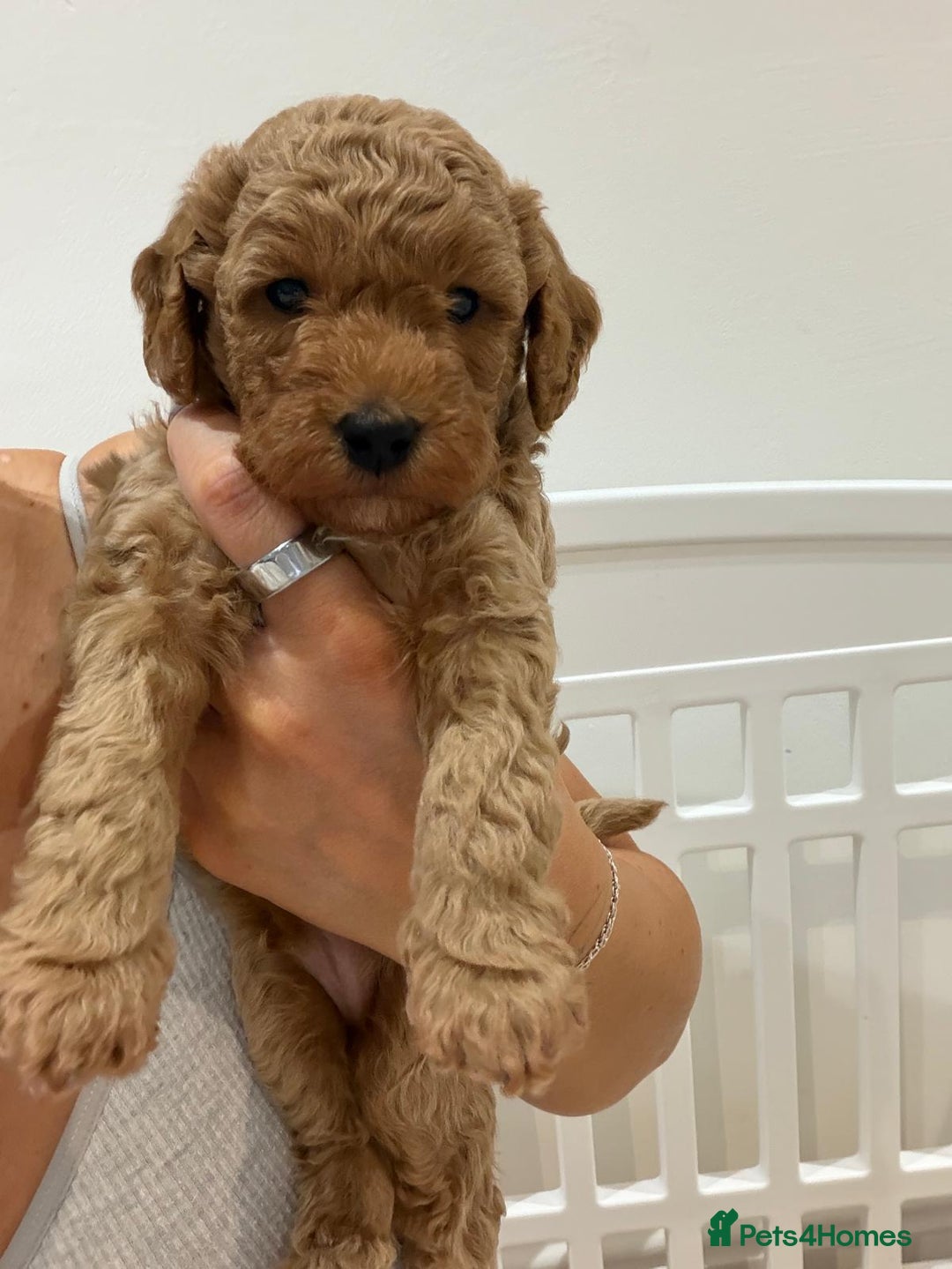 Maltipoo dogs for sale: 3 x male teddy maltipoos  - Advert 4