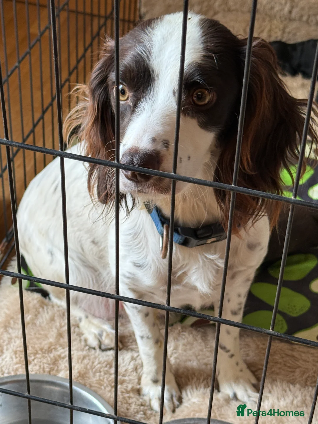 Cockapoo dogs for sale: Puppies in Liphook - Advert 11