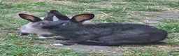 Mixed Breed rabbits for sale: Two brothers still only young - Advert 3