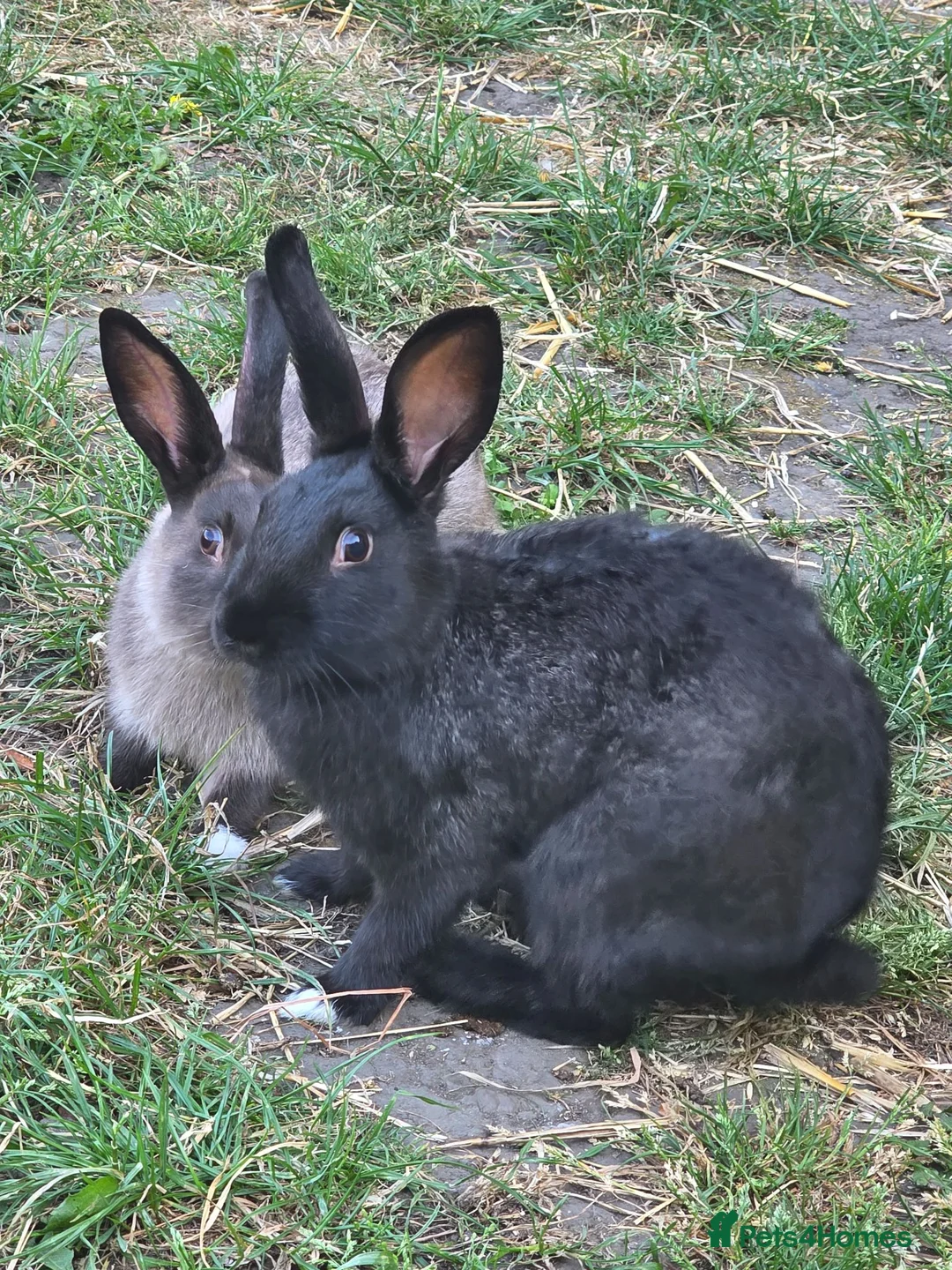 Mixed Breed rabbits for sale: Two brothers still only young - Advert 3