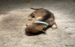 German Shepherd dogs for sale: German Shepherd pups - Image 7