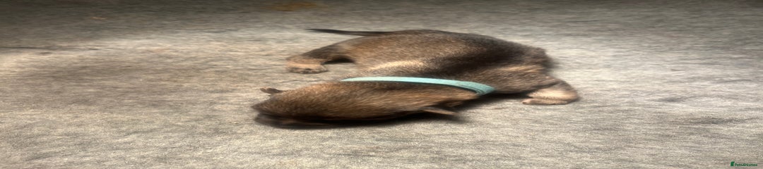 German Shepherd Puppy 3