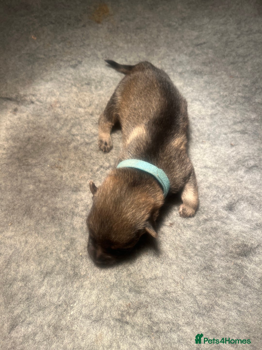 German Shepherd dogs for sale: German Shepherd pups - Image 7