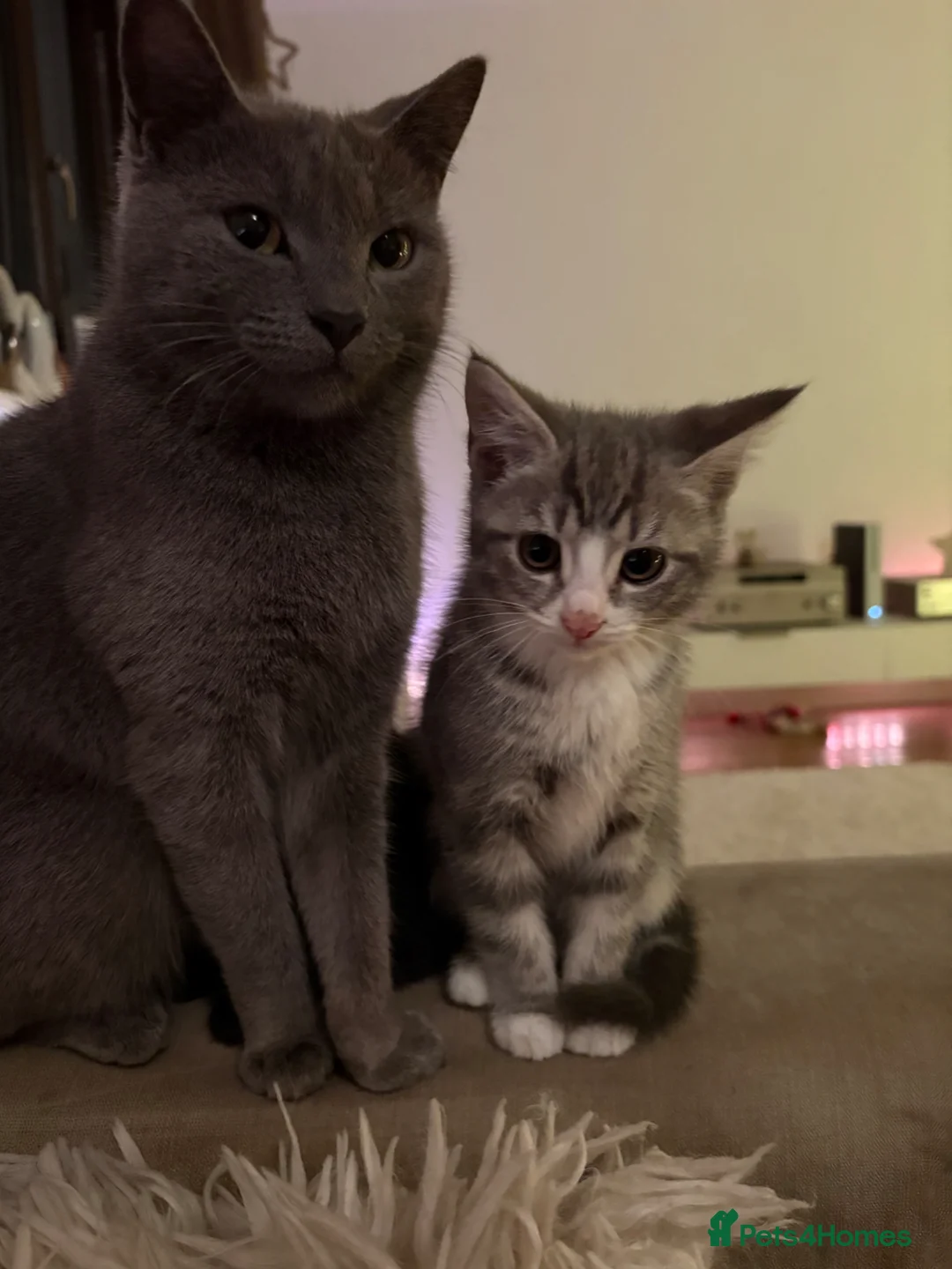 Russian Blue cats for sale: beautiful grey and white russian blue kitten  - Advert 1