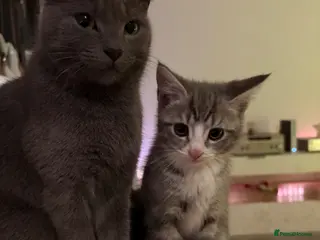 Russian Blue cats beautiful grey and white russian blue kitten - Advert 14