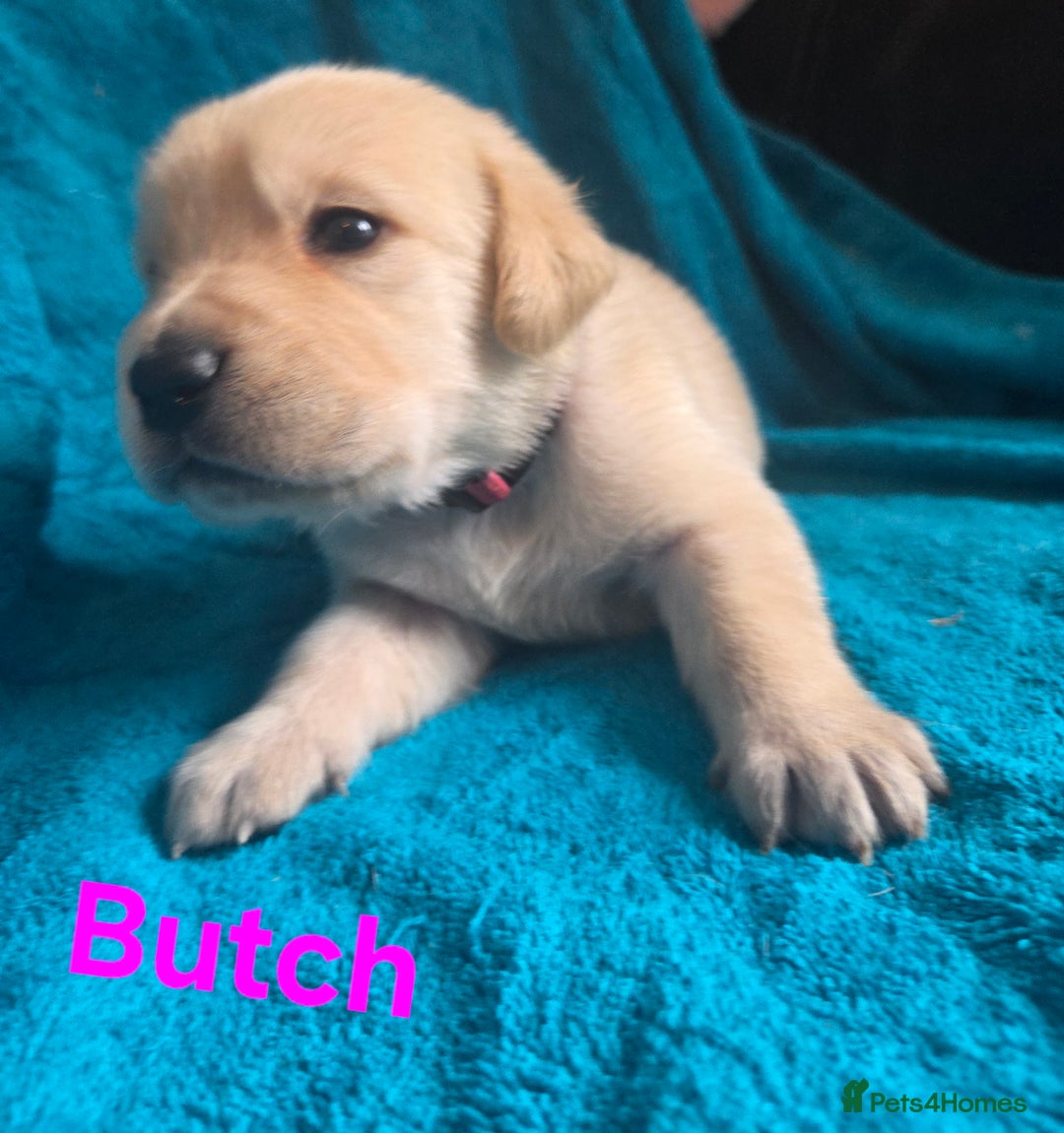 Goldador dogs for sale: Goldador Puppy 5 - Kitanas puppies  - Image 4