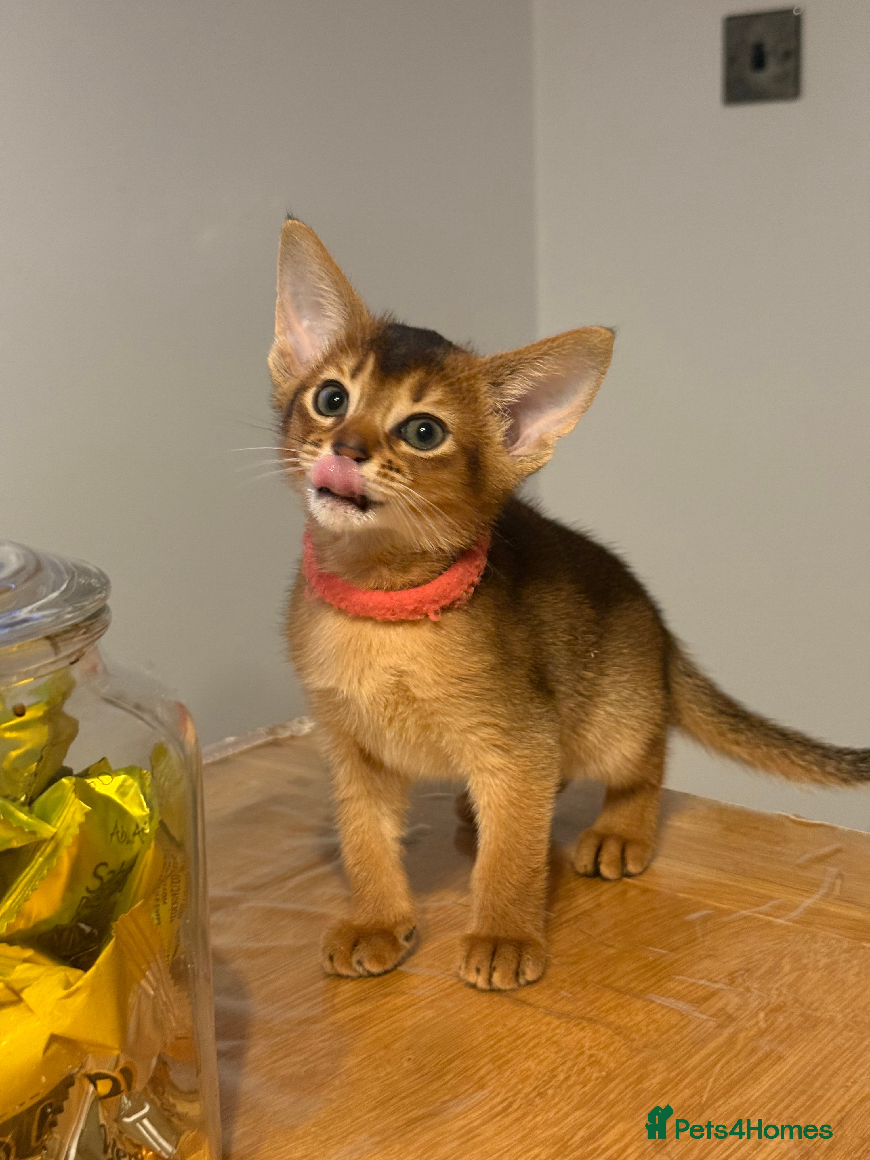 Abyssinian cats Champions parents kittens GCCF registered  - Advert 1