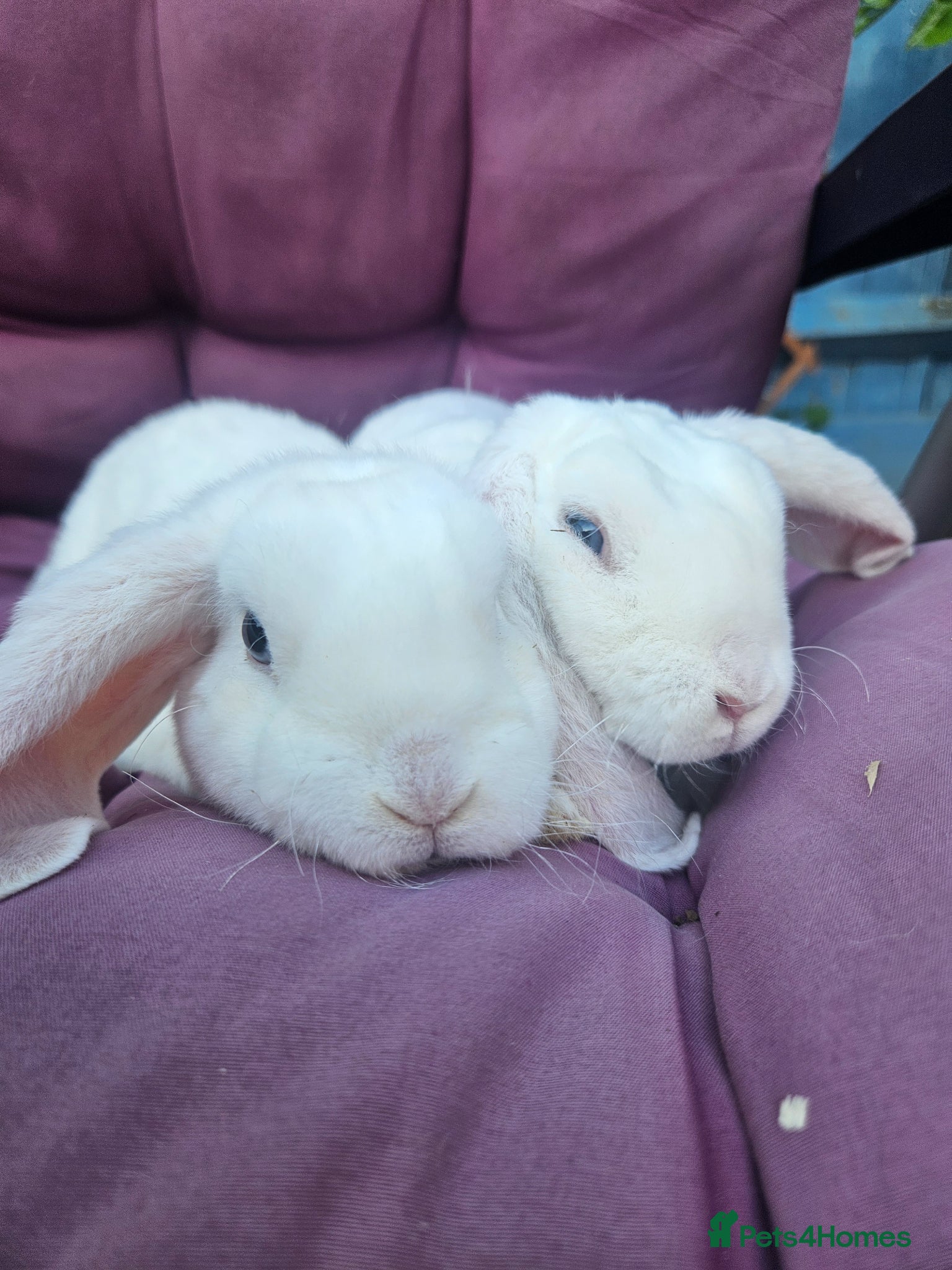 Mini Lop rabbits Mini Plush Lops - Suffolk - Advert 1
