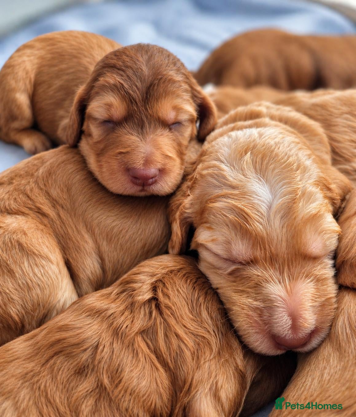 Cockapoo dogs for sale: Beautiful F1 Cockapoo Puppies  - Advert 17