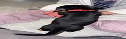 Dachshund dogs for sale:  DACHSHUND PUPPIES!! BEAUTIFUL AND HEALTHY - Advert 14