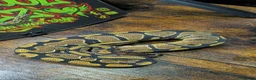 Snake reptiles for sale: Gravel het desert ghost  - Advert 3