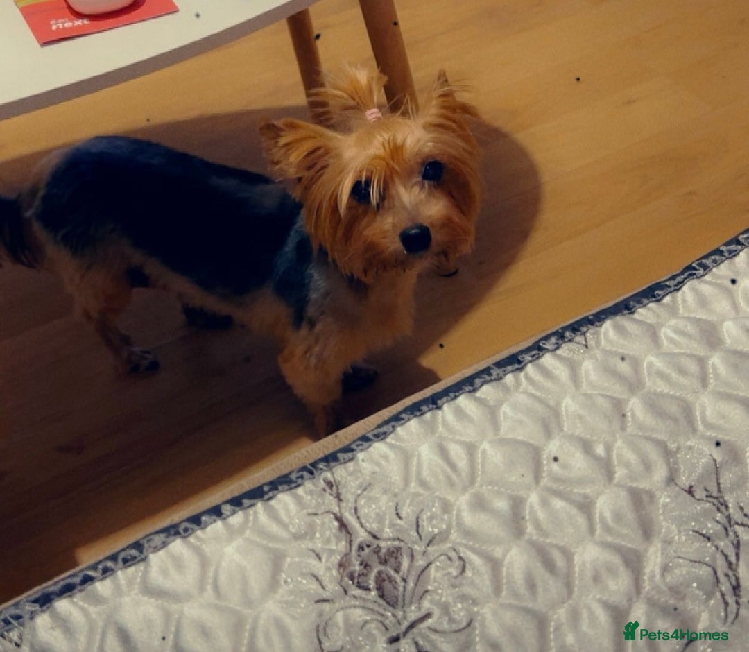 Yorkshire Terrier dogs for sale: Puppy  - Image 6