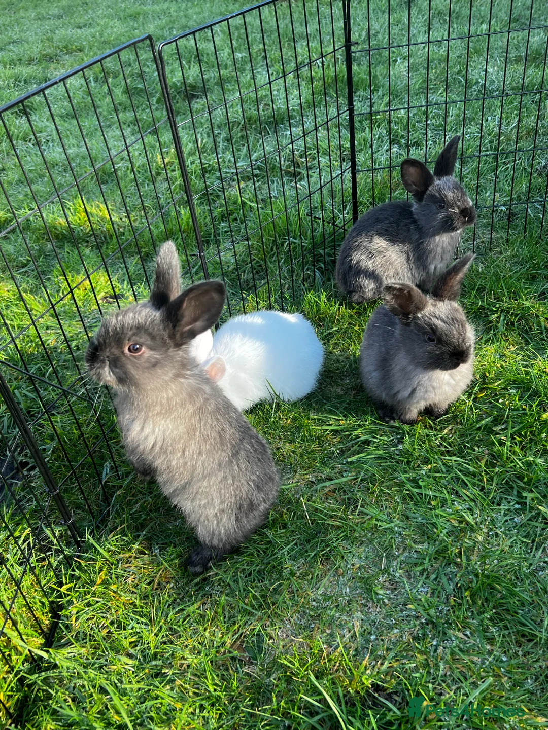 Mixed Breed rabbits for sale: Rabbits for sale in Walsall - Advert 4
