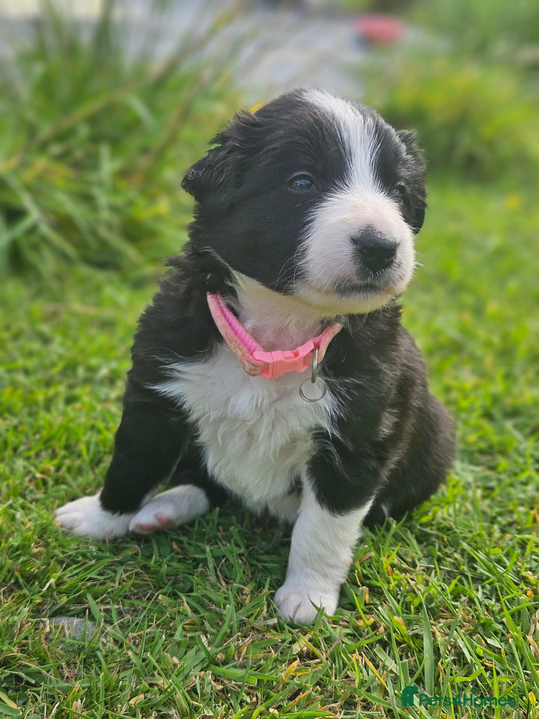 Border Collie dogs for sale: 2 border Collie Pups available  - Image 5