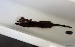 British Shorthair cats for sale: 6 month old female kitten  - Image 3