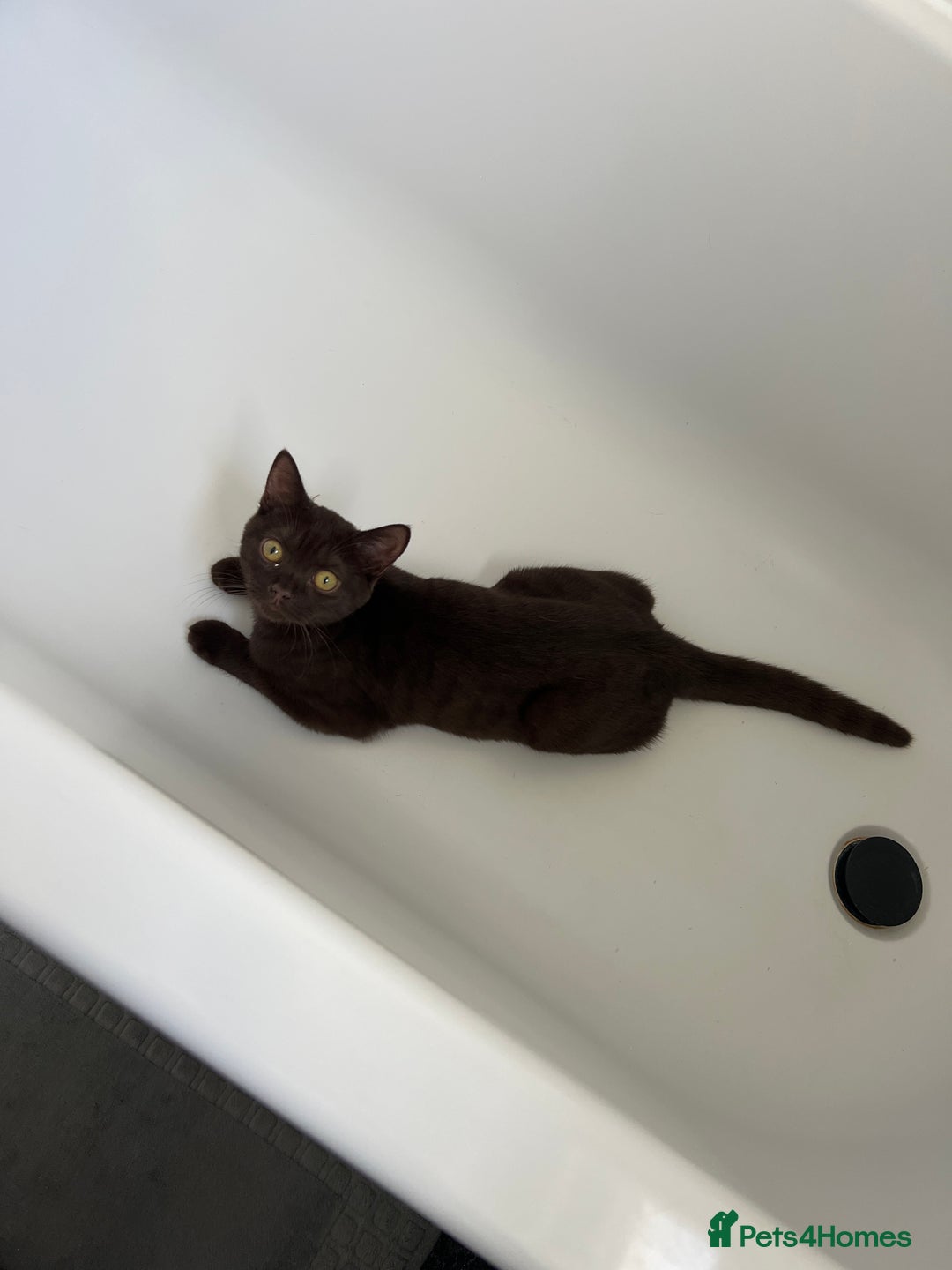 British Shorthair cats for sale: 6 month old female kitten  - Image 3